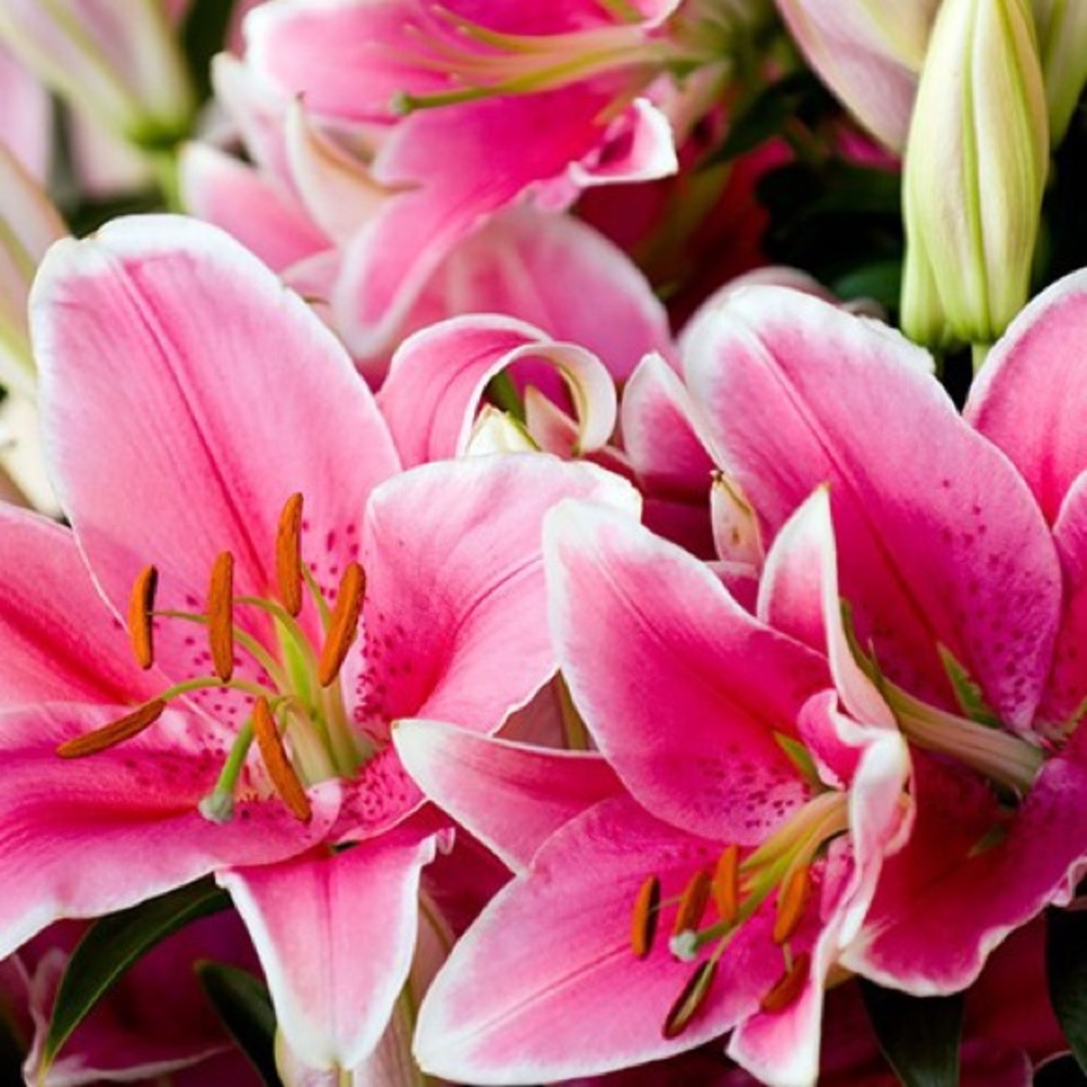 Meet your Posher, Tenair